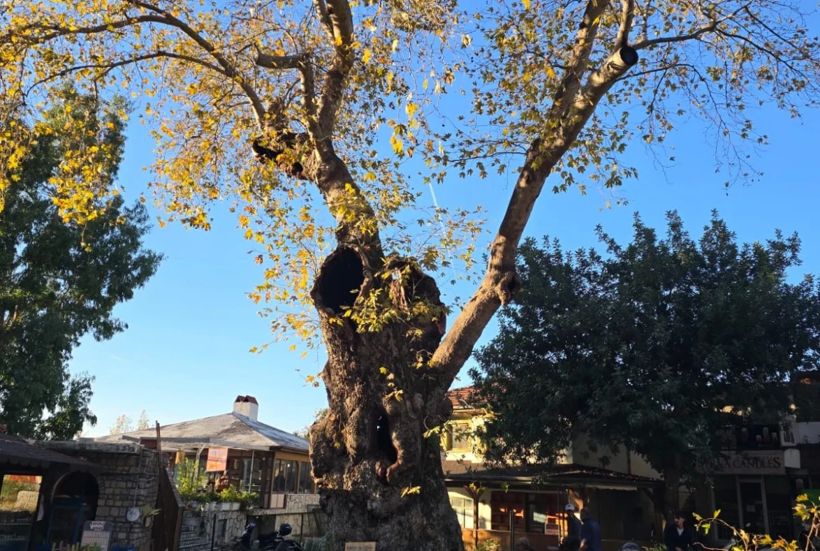 Bayır’ın 2 Bin Yıllık Anıt Çınarı Zamana Yenik Düştü