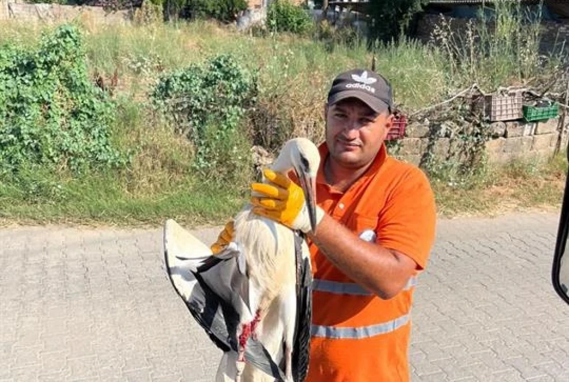 Milas'ta Temizlik İşçisinin Duyarlılığı Yaralı Leyleği Kurtardı