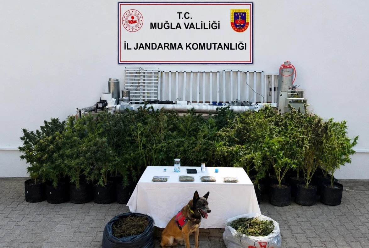 Bodrum’da Uyuşturucu Baskını: 10 Kilo Skunk ve 56 Kök Kenevir