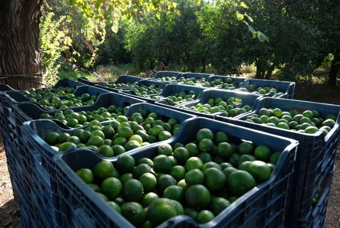 Yeşil Bodrum Mandalini İçin Üreticiye Destek, Ürüne Yeni Pazar