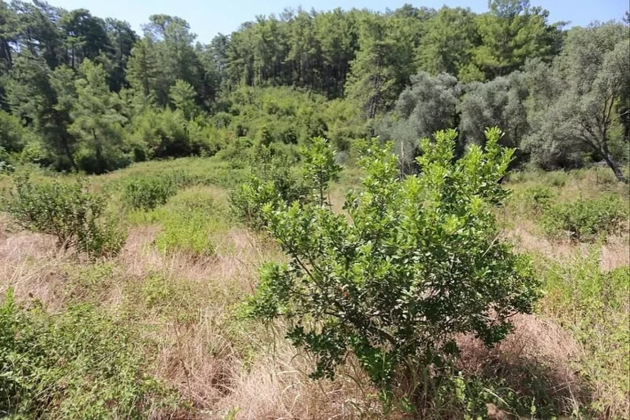 Yüzde 100 hibeli 1500 fidan… Muğla’da sakız üretiminde büyük atılım