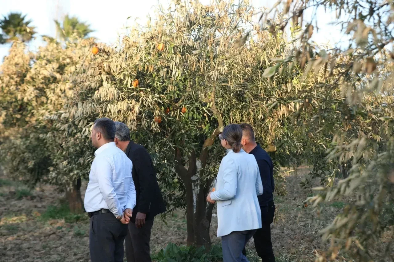 Muğla Büyükşehir Belediyesi, Narenciye Üreticilerine Zirai Don Eğitimi ve İlaç Desteği Sağladı