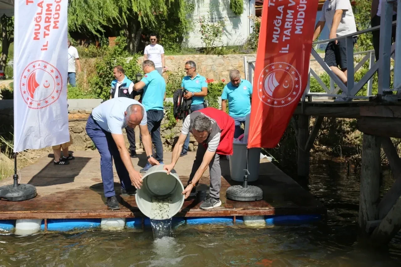 Su Kaynaklarına Can Geldi: Muğla’da 205 Bin Sazan Salındı