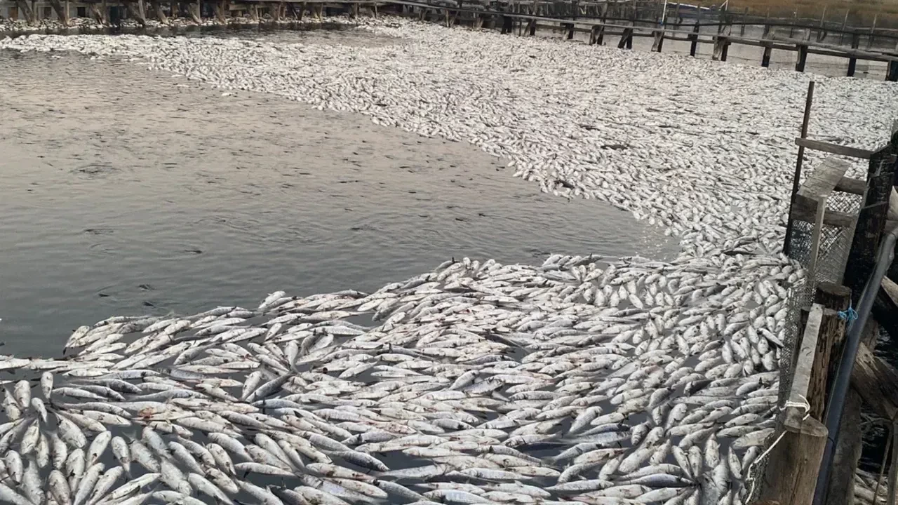 Dalyan’da 30 Ton Kefal Telef Oldu: Oksijen Seviyesi Alarm Verdi