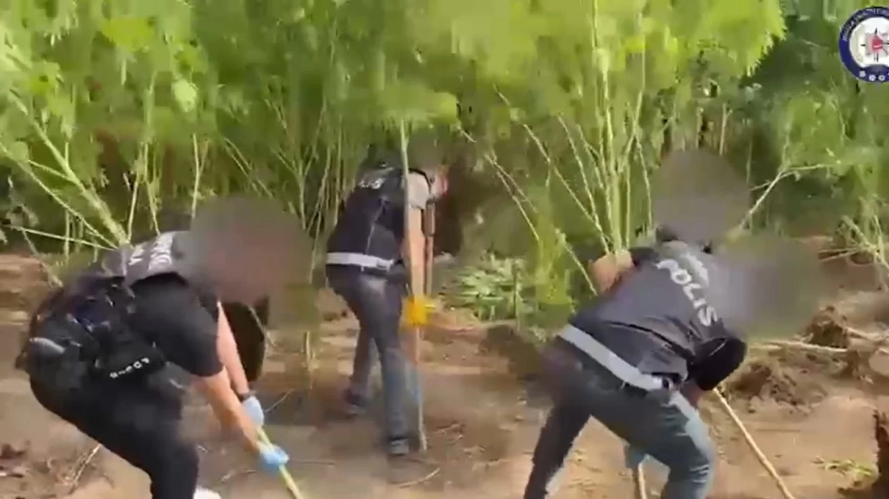 Karabörtlen’de Bahçe Değil Kenevir Tarlası! 3 Şüpheli Tutuklandı