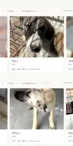 Bodrum’da Sokak Hayvanları İçin Dijital Yuvalandırma Platformu Hayata Geçti