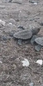 Yeşil Deniz Kaplumbağalarının Koruma Statüsü Yükseltildi