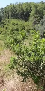 Yüzde 100 hibeli 1500 fidan… Muğla’da sakız üretiminde büyük atılım