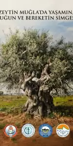 Muğla Odaları ve Borsasından Zeytin Açıklaması: “Zeytin Muğla’da Yaşamın, Bolluğun ve Bereketin Simgesidir”