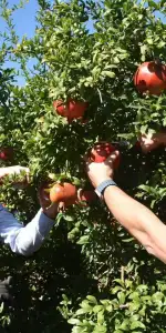 Ortaca’da Bereket Zamanı! Nar Hasadı Başladı