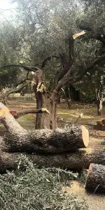 Şiddetli Fırtına Milas’ı Felç Etti! Belediye Anında Devreye Girdi