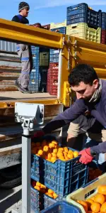 Bodrum Mandalini Dünyaya Açılıyor: Üreticiye 5 Milyon TL Destek