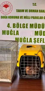 İhbarı Aldılar, Depoyu Bastılar: Ula’da 13 Canlı Hayvan Kurtarıldı, Ceza Kesildi!