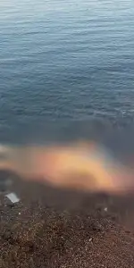 Marmaris Sahilinde Korkutan Olay: Denizde Erkek Cesedi Bulundu
