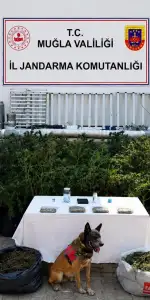 Bodrum’da Uyuşturucu Baskını: 10 Kilo Skunk ve 56 Kök Kenevir