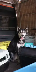 Marmaris’te Çöp Evden Bir Kamyon Atık Çıktı! İçeriden 14 Kedi ve 1 Köpek de Çıktı
