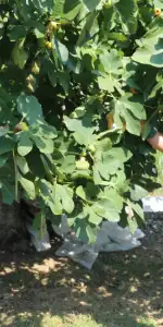 Muğla’da Üreticinin Emeği Koruma Altında! Tuzaklar Sahaya İndi