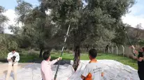 Marmaris Belediyesinden zeytin hasadı
