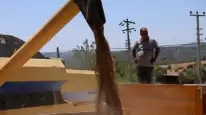 Belediyeden Yerli Tohuma Destek: 3,5 Ton Karakılçık Buğday Hasadı