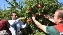 Ortaca’da Bereket Zamanı! Nar Hasadı Başladı