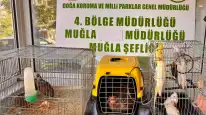 İhbarı Aldılar, Depoyu Bastılar: Ula’da 13 Canlı Hayvan Kurtarıldı, Ceza Kesildi!