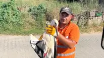Milas'ta Temizlik İşçisinin Duyarlılığı Yaralı Leyleği Kurtardı