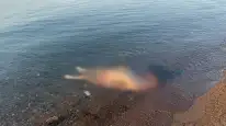Marmaris Sahilinde Korkutan Olay: Denizde Erkek Cesedi Bulundu