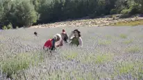Koku Vadisi’nde Lavanta Hasadı Şenlikle Başladı
