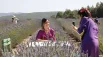 Koku Vadisi’nde Hasat Mesaisi: Lavanta Ekonomiye Kazandırılıyor