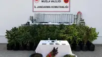 Bodrum’da Uyuşturucu Baskını: 10 Kilo Skunk ve 56 Kök Kenevir