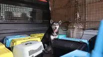 Marmaris’te Çöp Evden Bir Kamyon Atık Çıktı! İçeriden 14 Kedi ve 1 Köpek de Çıktı