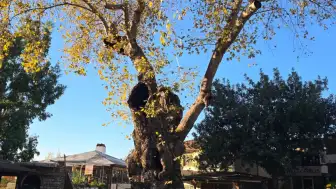 Bayır’ın 2 Bin Yıllık Anıt Çınarı Zamana Yenik Düştü