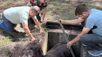 Marmaris Kırsalında Yabani At İçin Kurtarma Operasyonu