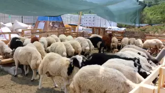 Bodrum'da Kurban Kesim Noktaları Belli Oldu