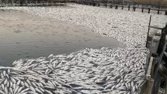 Dalyan’da 30 Ton Kefal Telef Oldu: Oksijen Seviyesi Alarm Verdi