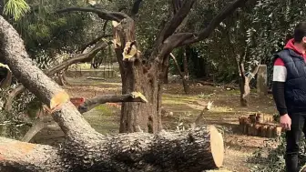 Şiddetli Fırtına Milas’ı Felç Etti! Belediye Anında Devreye Girdi