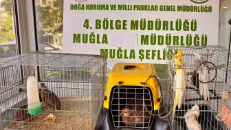 İhbarı Aldılar, Depoyu Bastılar: Ula’da 13 Canlı Hayvan Kurtarıldı, Ceza Kesildi!