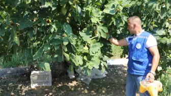 Muğla’da Üreticinin Emeği Koruma Altında! Tuzaklar Sahaya İndi