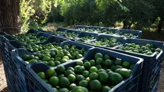 Yeşil Bodrum Mandalini İçin Üreticiye Destek, Ürüne Yeni Pazar