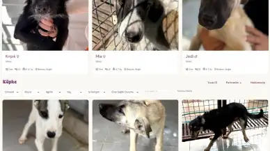 Bodrum’da Sokak Hayvanları İçin Dijital Yuvalandırma Platformu Hayata Geçti