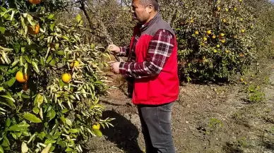 Muğla’da narenciyeyi don vurdu