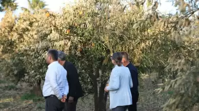 Muğla Büyükşehir Belediyesi, Narenciye Üreticilerine Zirai Don Eğitimi ve İlaç Desteği Sağladı