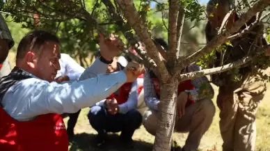 10 Yıllık Projede Hasat Zamanı! Ula’da İlk Sakız Hasadı Başladı