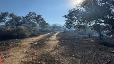 Muğla Büyükşehir’den Zeytin Katliamına Karşı Sert Dosya: Tahribat Açıkça Ortaya Kondu!