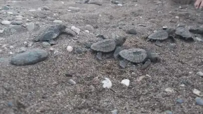 Yeşil Deniz Kaplumbağalarının Koruma Statüsü Yükseltildi