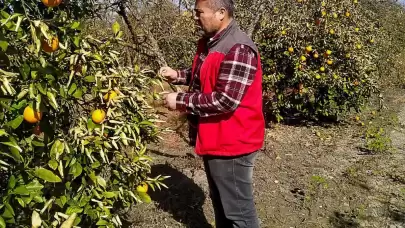 Muğla’da narenciyeyi don vurdu