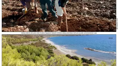 Emecik küllerinden doğdu! Fidanlar ormana dönüştü