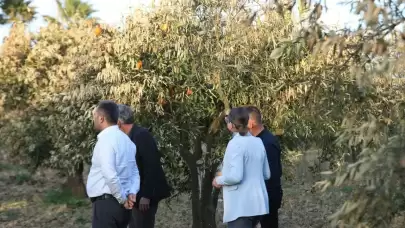Muğla Büyükşehir Belediyesi, Narenciye Üreticilerine Zirai Don Eğitimi ve İlaç Desteği Sağladı