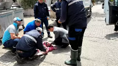 Marmaris’te Çöpe Atılan 6 Yavru Kedi Son Anda Kurtarıldı