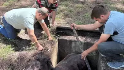Marmaris Kırsalında Yabani At İçin Kurtarma Operasyonu